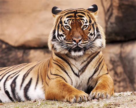 types  tigers  knowledge library