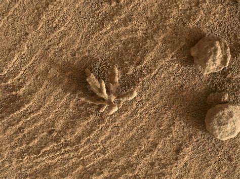 NASA’s Curiosity Rover Finds ‘Coral’ on Mars | Sci.News