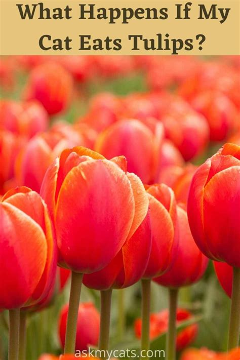 Are Tulips Poisonous to Cats? What You Need to Know - Hunter Games Magazine