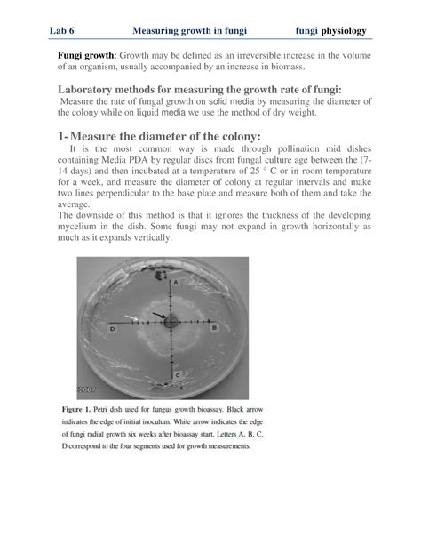 Ecology and Fungal Physiology lab 6 - Lab 6 Measuring growth in fungi