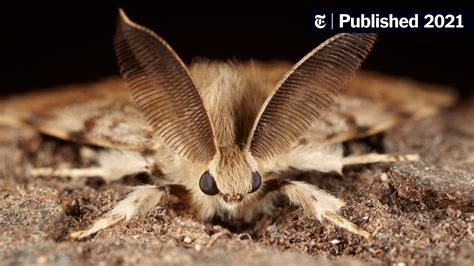 This Moth’s Name Is a Slur. Scientists Won’t Use It Anymore. - The New