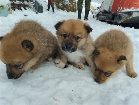Продам щенков Карело - финской лайки.родились 26 февраля 2024.Фото мамы ...