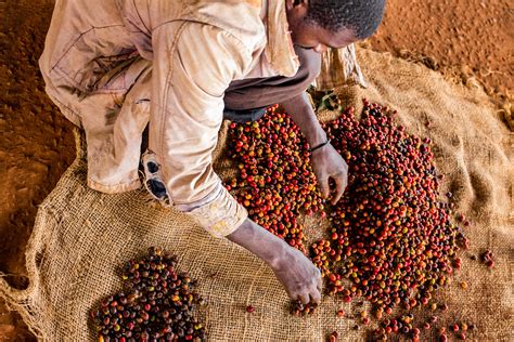 Why Are Coffee Prices Rising in 2025? – Olympia Coffee Roasting Company