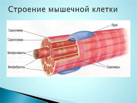 Функциональная анатомия мышечной системы - презентация онлайн