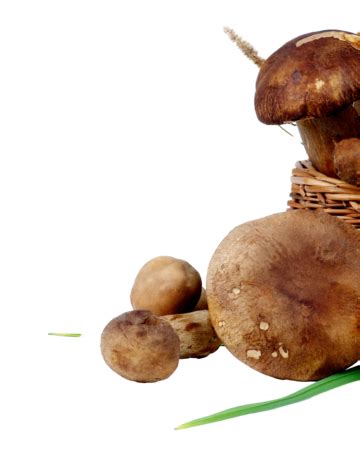 gambar cepe png vektor psd  clipart  background transparan