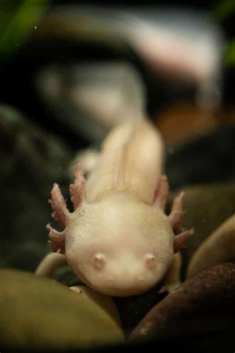 Axolotl - Alles wat u moet weten - Dieren over de hele wereld