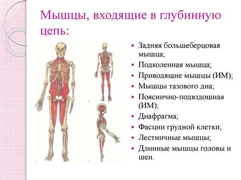 Основы мануально-мышечного тестирования - презентация онлайн