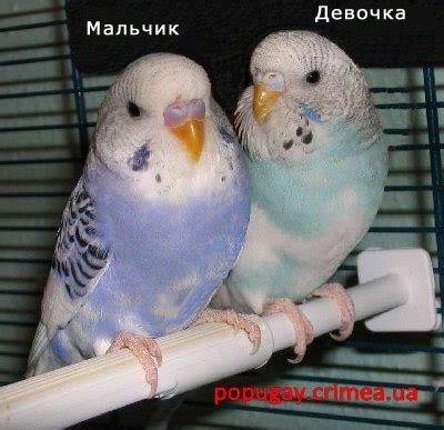 Як визначити стать хвилястого папуги | Хвилясті папуги,нерозлучники ...
