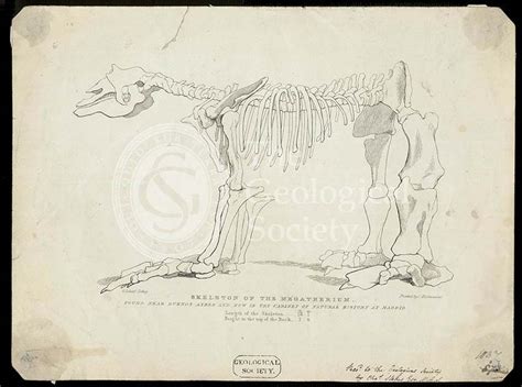 Skeleton of a MegatheriumGeological Society Picture Library