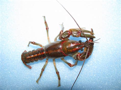 Beautiful painted devil crayfish (Cambarus ludovicianus) captured out ...