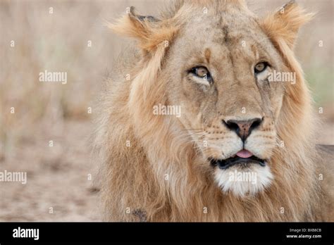 Lion wildlife in Kenya Stock Photo - Alamy