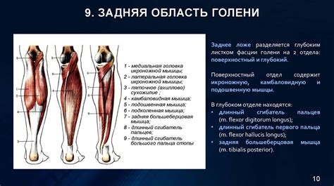 Топографическая анатомия областей колена, голени, голеностопного ...