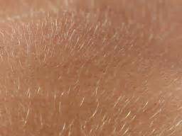Vellus hair: Function and growth