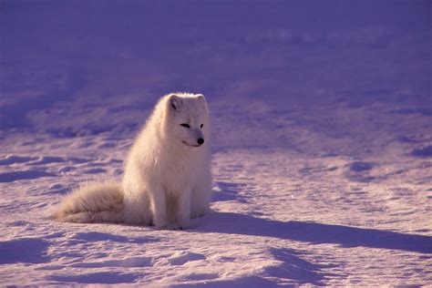 Free Images : sea, snow, winter, white, animal, weather, fox, season