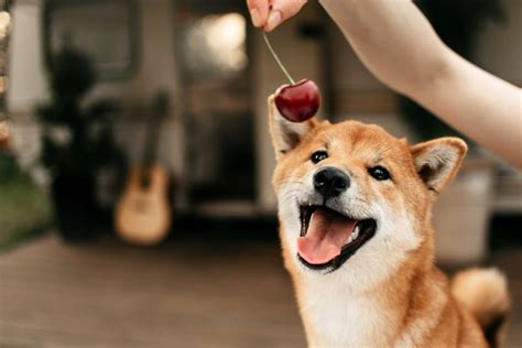 Can dogs eat cherries?