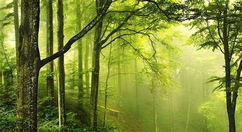 Beautiful Green Forest HD wallpaper | HD Wallpapers