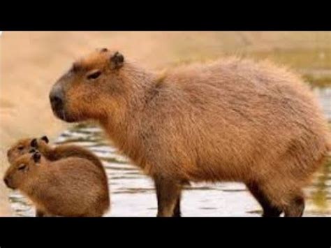 самое доброе животное - YouTube