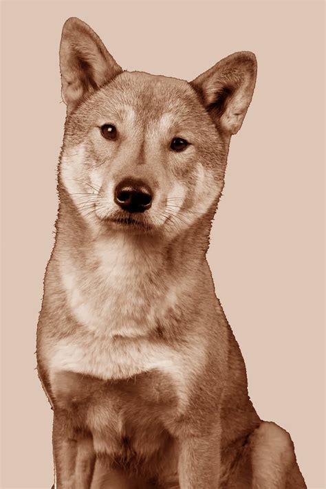 Shikoku (character, nutrition, care)