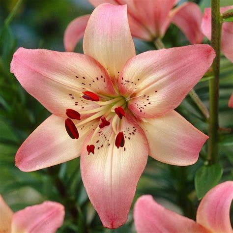 Lily Asiatic Rosella's Dream - 5 bulbs - Longfield Gardens