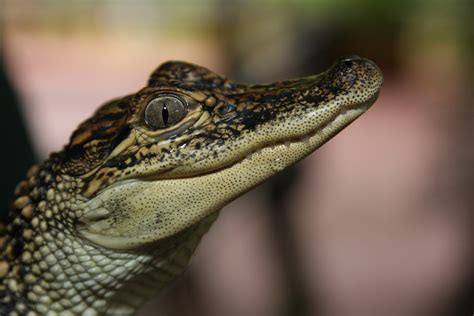 Baby Krokodil Foto & Bild | tiere, zoo, wildpark & falknerei, amphibien ...