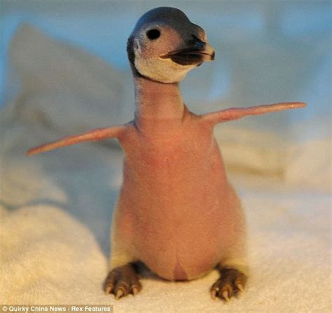 Penguin's baby abandoned by her parents without feathers, superbly ...