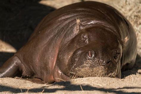 210+ Lazy Hippo Stock Photos, Pictures & Royalty-Free Images - iStock