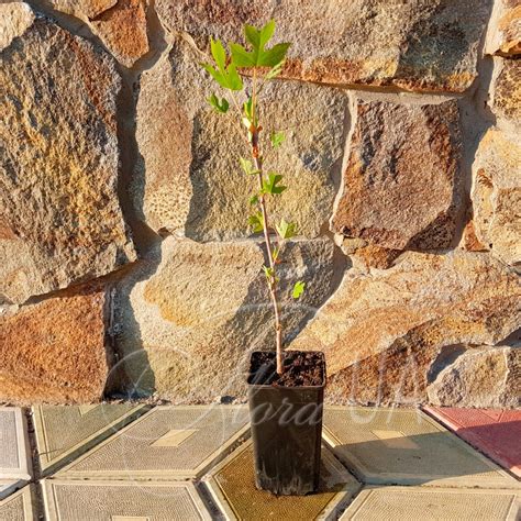 Тюльпанове дерево або Ліріодендрон тюльпановий (Liriodendron tulipifera)