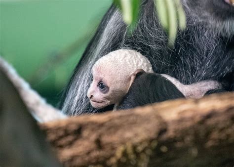 Double Baby Joy At Paignton Zoo As Second Rare White Monkey Born ...