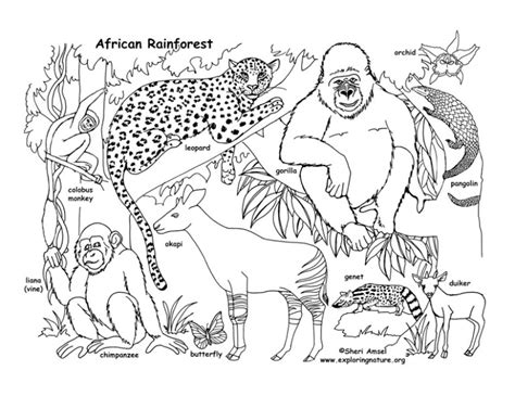 African Rainforest and Wildlife (Labeled) – Coloring Nature | Animal ...