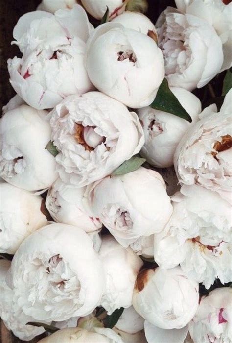 Peonies #white | Белые пионы, Красивые цветы, Белые букеты