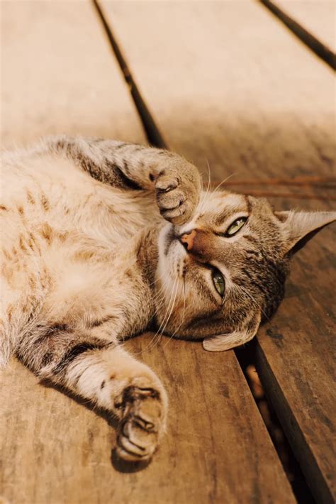 Sokoke For Sale - PetsForHomes