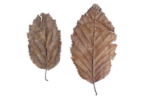 опавшие высушенные листья граба | Betula pendula, Plant leaves ...
