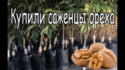 Грецкий орех | Купили саженцы - YouTube