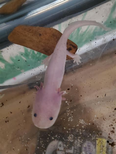 got these two axolotls from Craigslist, and they seem to be in pretty