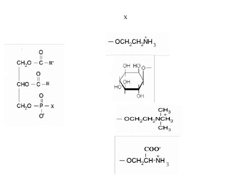 1.b.-Estructura de la fosfatidiletanolamina, fosfatidilinositol ...