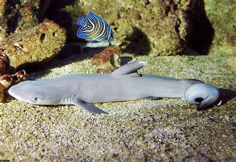 What Is The Smallest Shark For An Aquarium - Aquarium Views