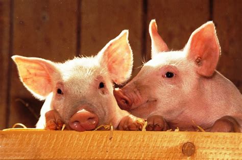 Pigs - Wikifarmer