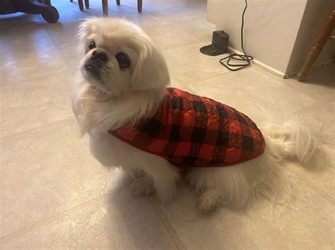 Must Love Pekes: TUK TUK AND FAMILY — TIME FOR JACKETS