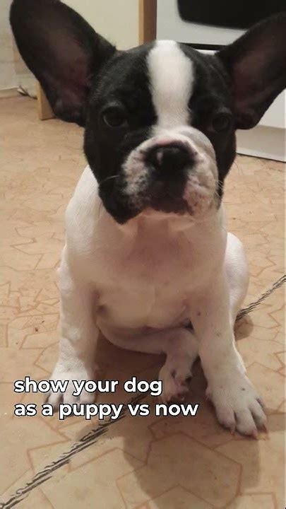 Kinpur Pet Care - YouTube