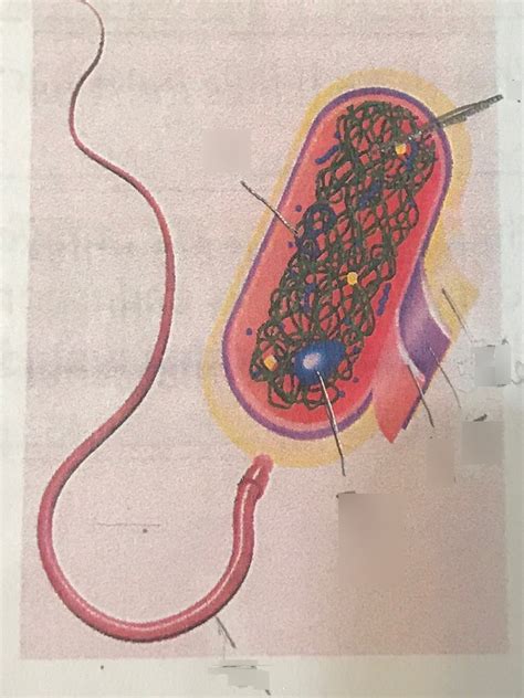 BJU 7th Grade Life Science Bacteria Quiz Diagram | Quizlet