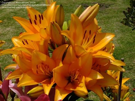 PlantFiles Pictures: Asiatic Lily 'Eremo', 1 by RosinaBloom
