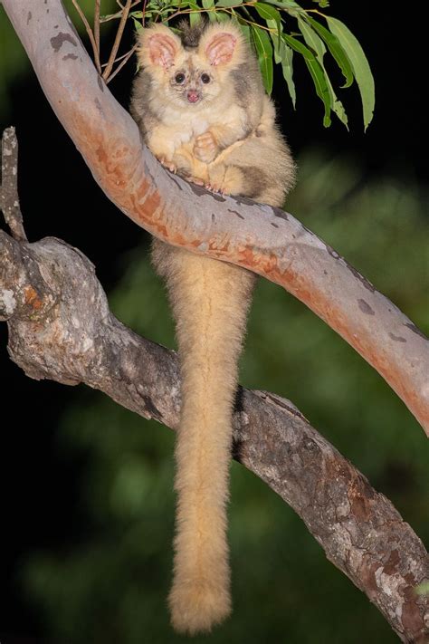 Greater glider - Wikipedia | Australia animals, Australian wildlife ...