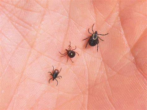 CDC warns about red meat allergy caused by some tick bites | NPR ...