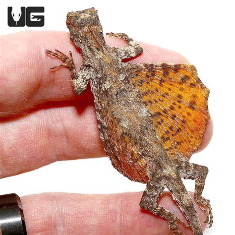 flying dragon lizard