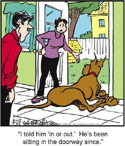 1000+ images about marmaduke, Scooby-Doo , and Danes on Pinterest