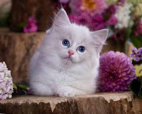 White Ragdoll Cat: Facts, History & Origin (With Pictures) - Cat World News
