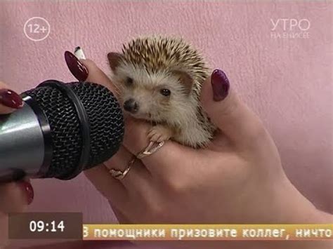 Ксенофонтий посетил «Утро на Енисее» в день ежиного сопения - YouTube