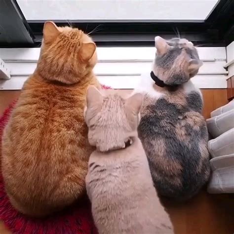 Family : aww