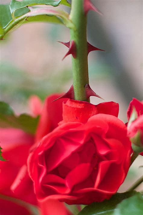 Do Patio Roses Have Thorns at Arvilla Price blog