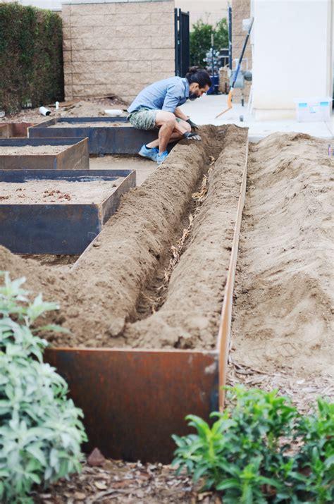 PLANTING ASPARAGUS | CAKIES